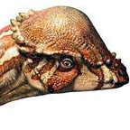 Acrotholus audeti Acrotholus audeti - AVPH
