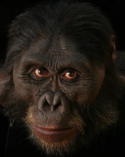 Australopithecus afarensis - AVPH