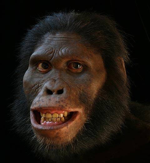 Australopithecus africanus - AVPH