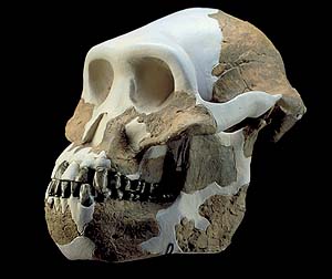 Australopithecus anamensis - AVPH