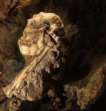 Australopithecus prometheus - AVPH