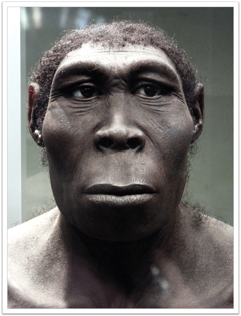 Homo erectus - AVPH