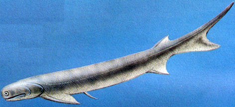 Acanthodes splendidus Acanthodes splendidus - AVPH