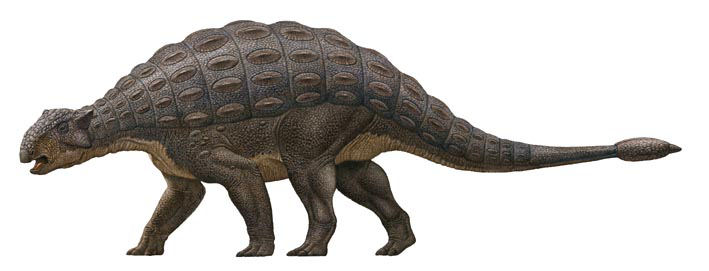 Ankylosaurus magniventris - AVPH
