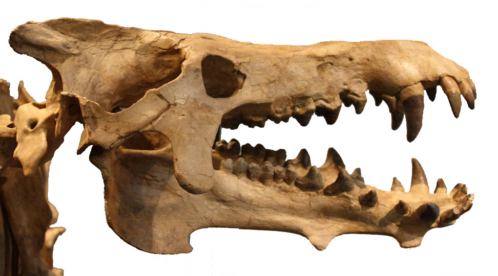Archaeotherium mortoni Archaeotherium mortoni - AVPH