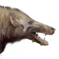 Archaeotherium mortoni Archaeotherium mortoni - AVPH