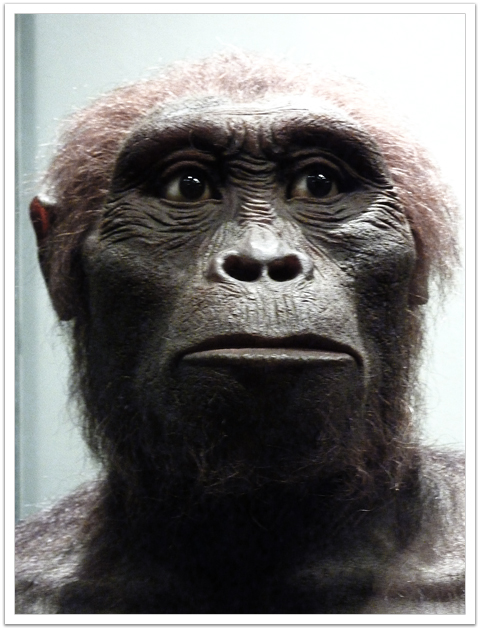 Australopithecus afarensis - AVPH