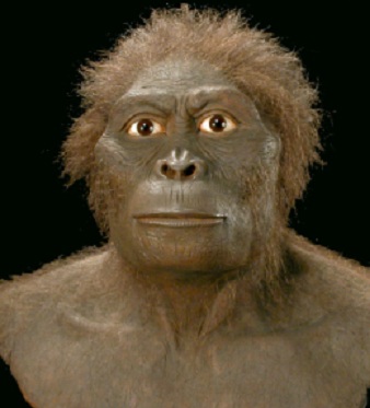 Australopithecus bahrelghazali - AVPH