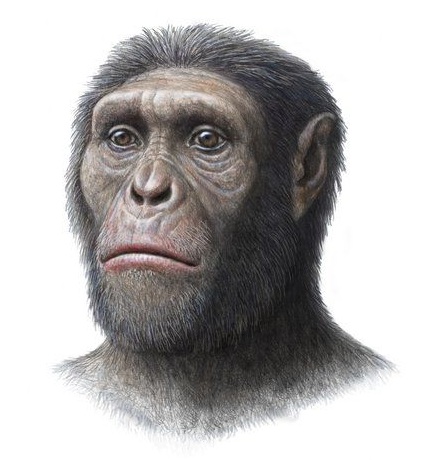 Australopithecus sediba - AVPH