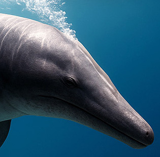 Basilosaurus cetoides Basilosaurus cetoides - AVPH