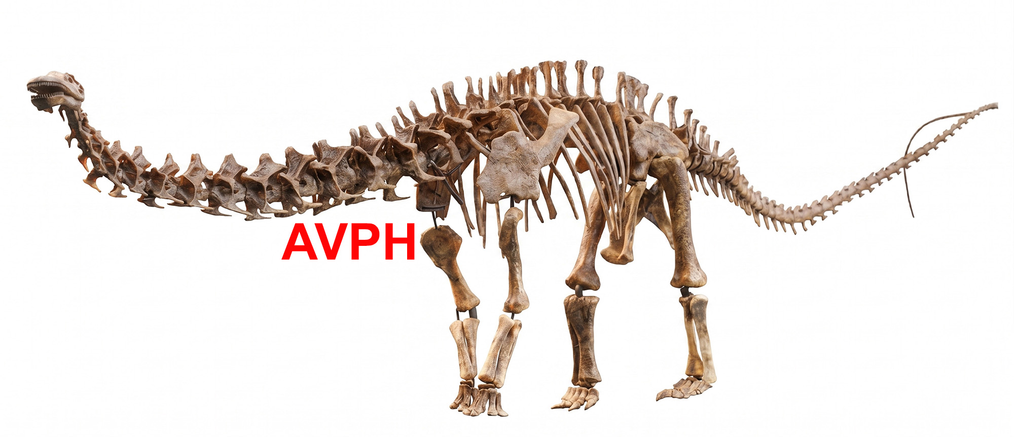 Brontosaurus excelsus - AVPH
