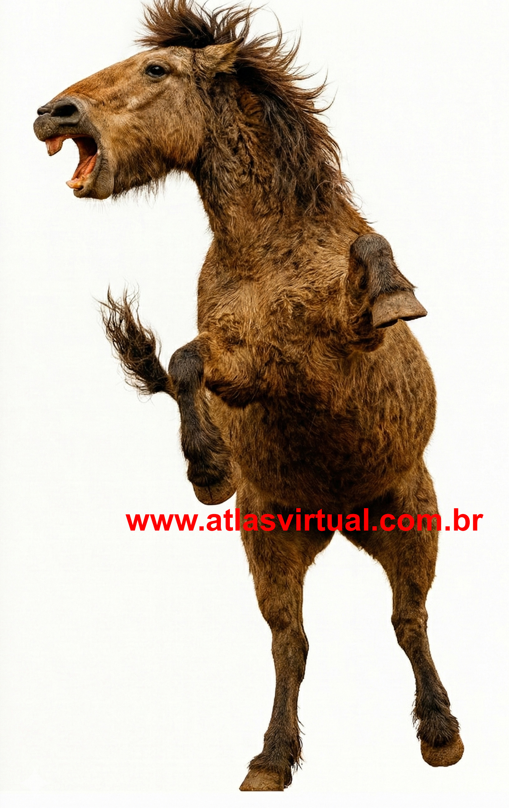 Cavalo gigante - AVPH