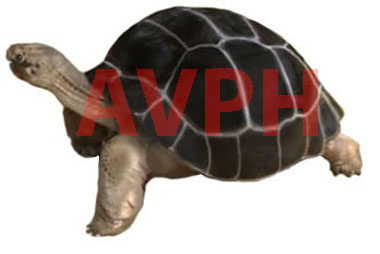 Tartaruga Gigante - AVPH
