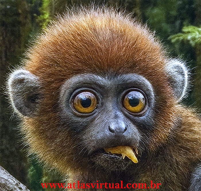 Darwinius masillae - AVPH