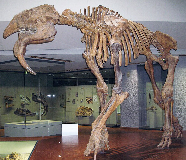Deinotherium giganteum - AVPH