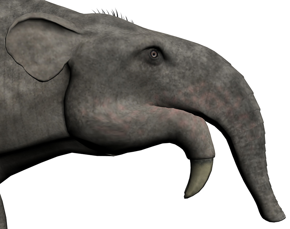 Deinotherium bozasi Deinotherium bozasi - AVPH