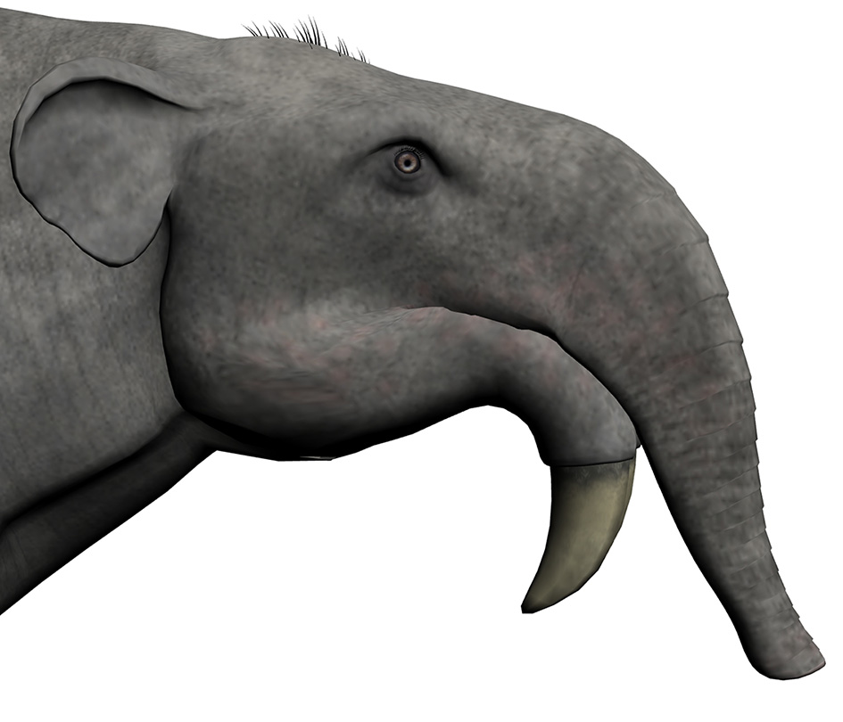 Deinotherium giganteum - AVPH
