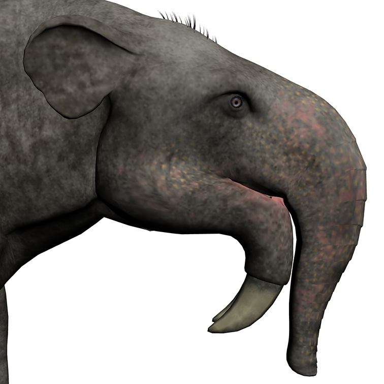 Deinotherium indicum Deinotherium indicum - AVPH