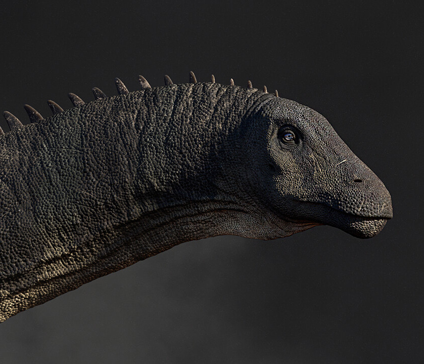 Diplodocus Diplodocus - AVPH