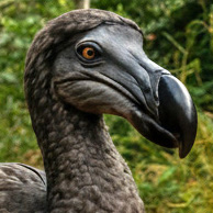 Raphus cucullatus - AVPH