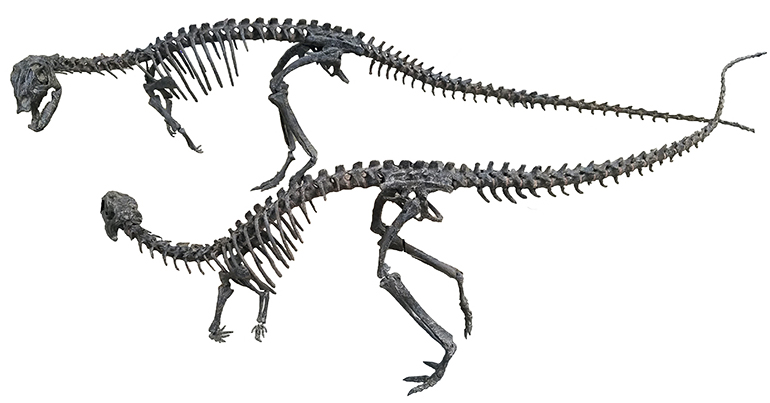 Dryosaurus altus Dryosaurus altus - AVPH