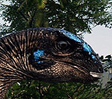 Dryosaurus altus Dryosaurus altus - AVPH