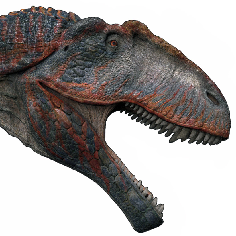 Giganotosaurus carolinii Giganotosaurus carolinii - AVPH