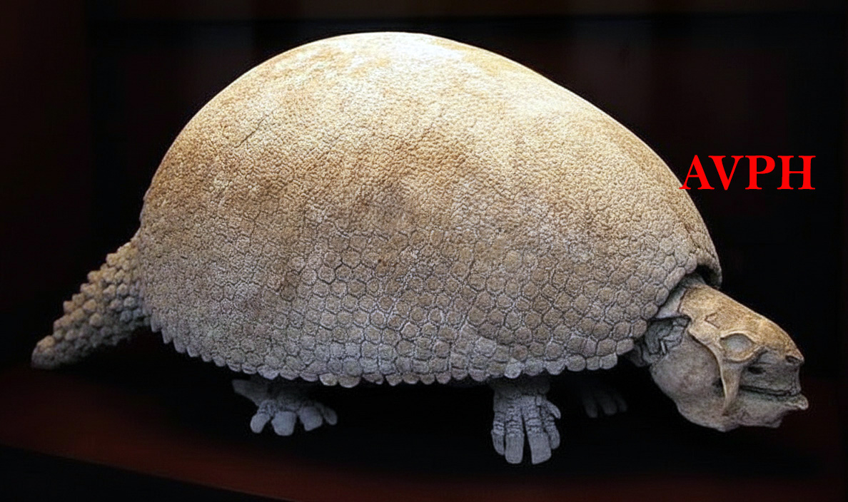 Glyptodon clavipes - AVPH
