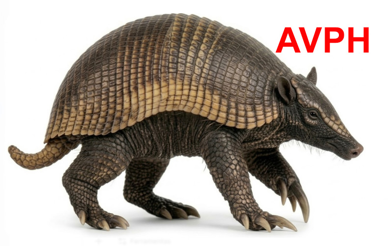 Holmesina septentrionalis - AVPH