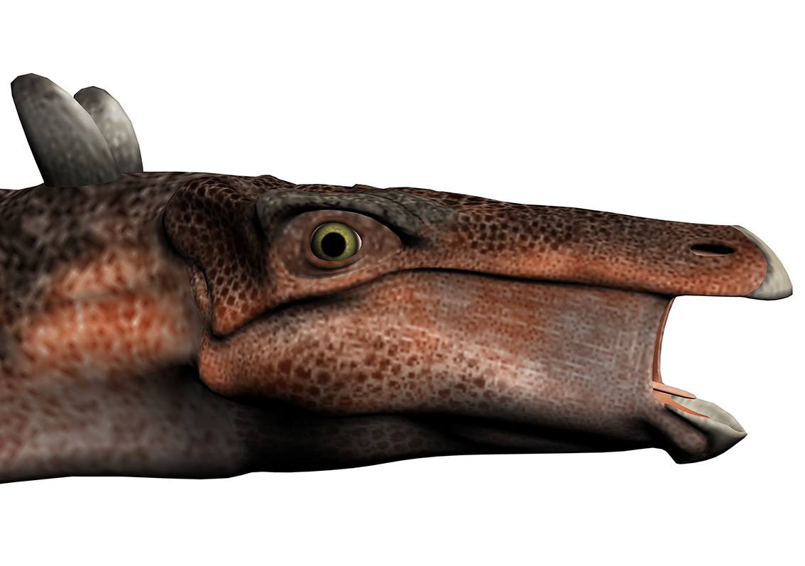 Kentrosaurus aethiopicus - AVPH