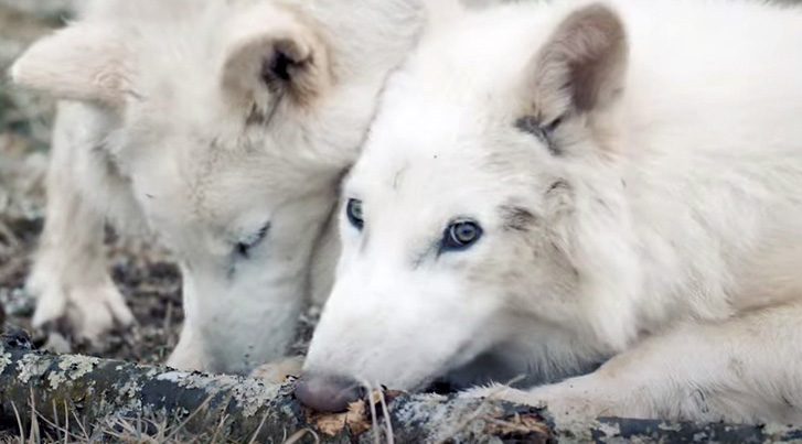 Dire wof Lobo Terrivel Dire wof - AVPH