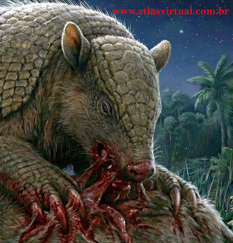 Tatu Gigante Carnívoro - AVPH