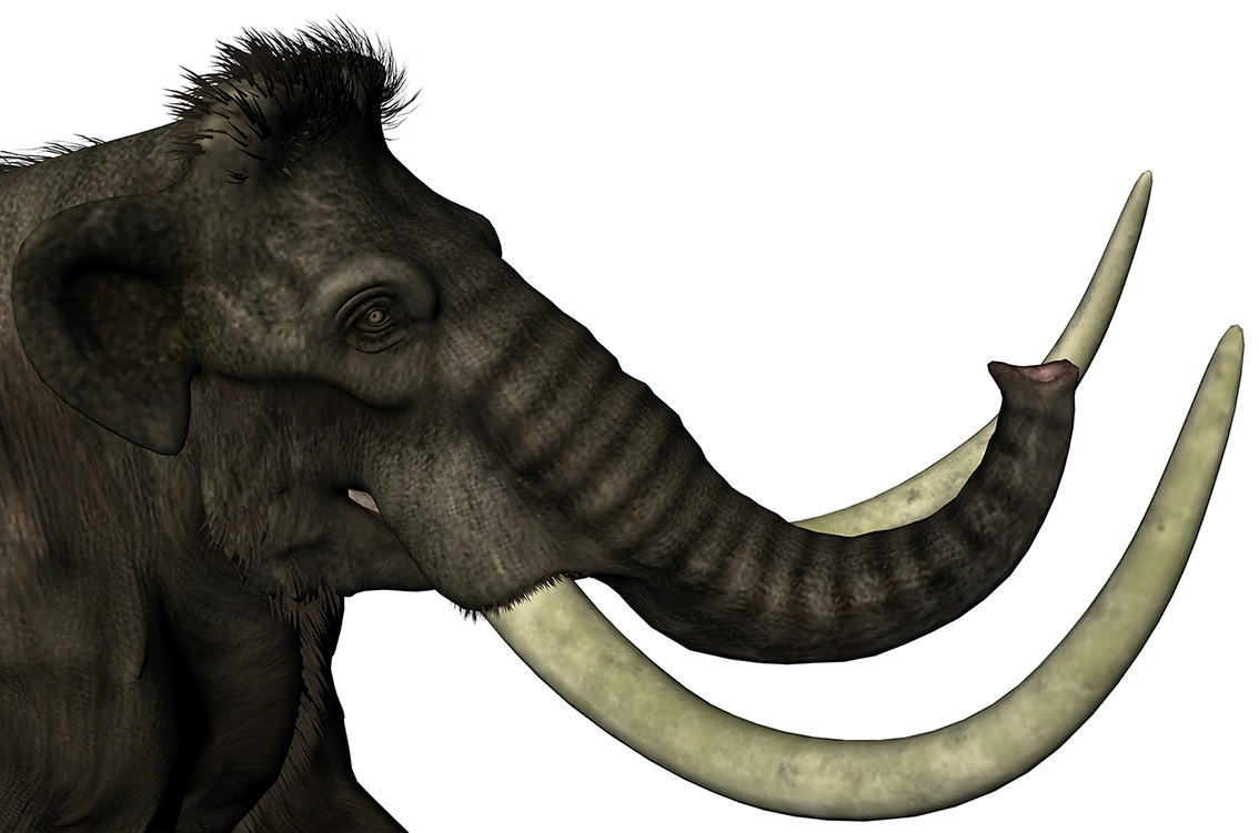 Mammuthus primigenius Mamute lanoso - AVPH