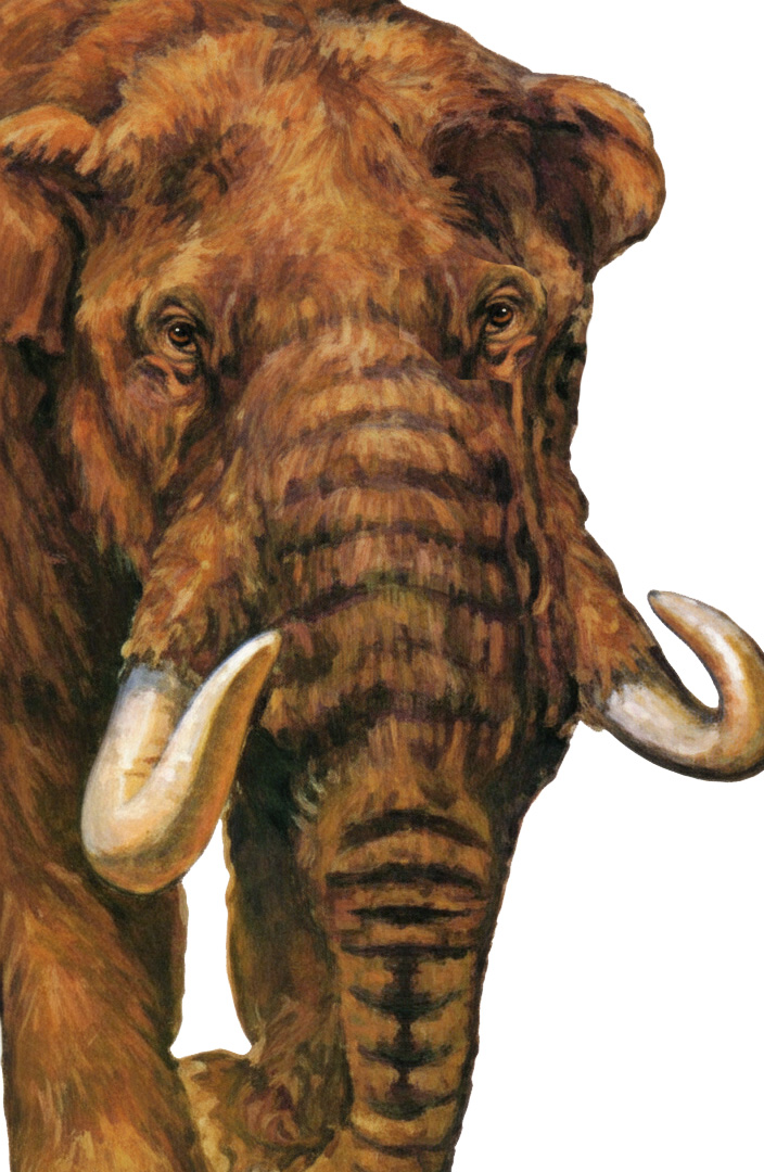 Mammut americanum - AVPH