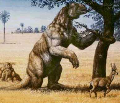 Megatherium americanum - AVPH