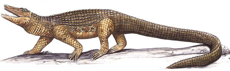 Mekosuchus inexpectatus - AVPH