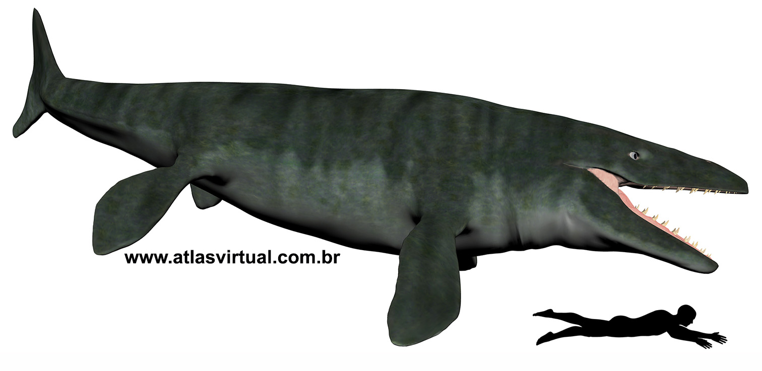 Mosasaurus hoffmannii - AVPH