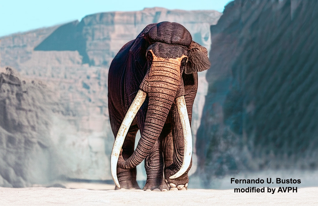 Palaeoloxodon namadicus - AVPH
