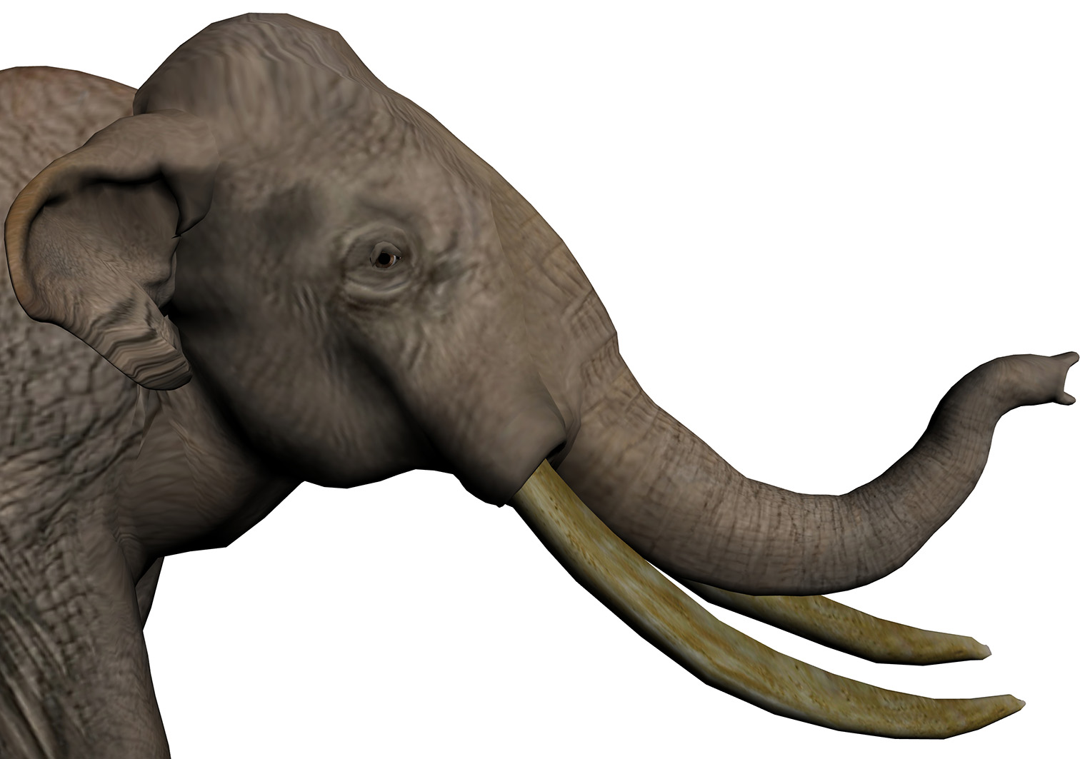 Palaeoloxodon namadicus - AVPH