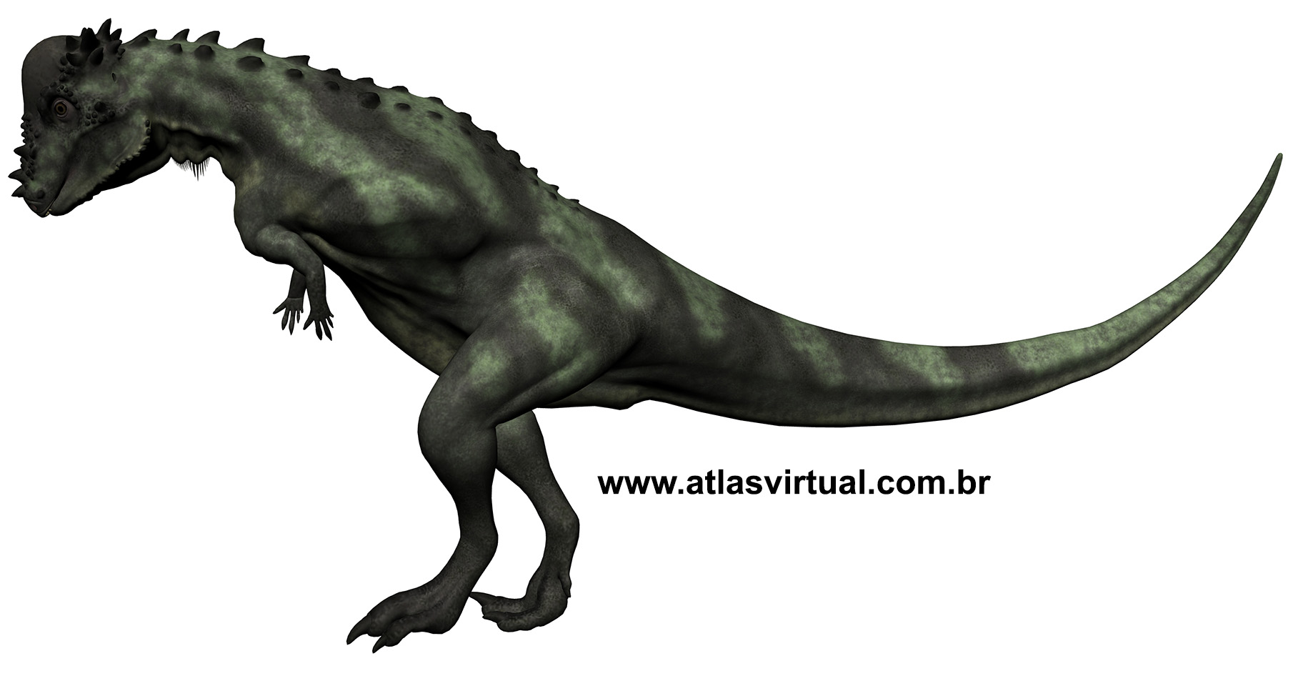 Pachycephalosaurus wyomingensis - AVPH