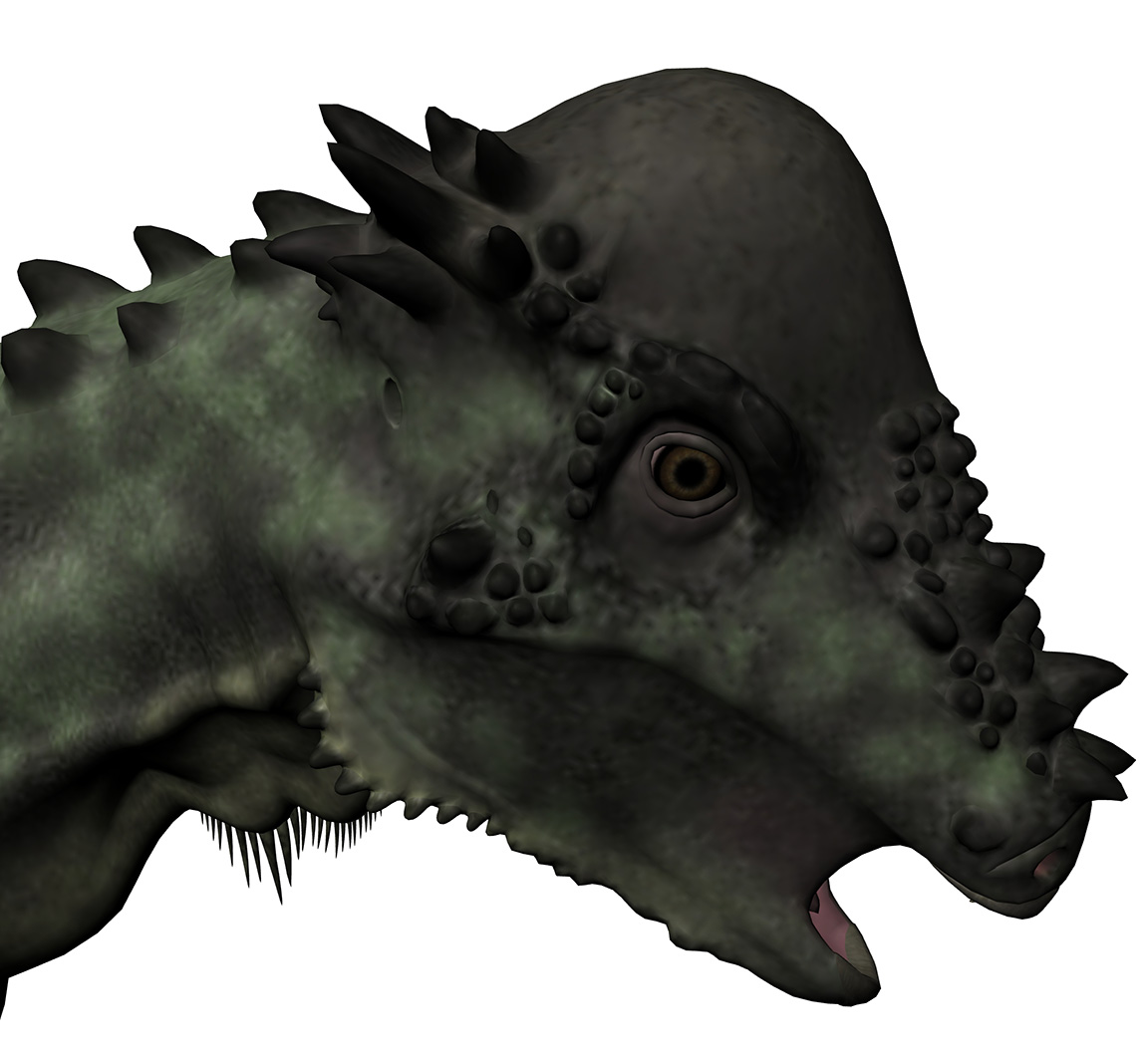 Pachycephalosaurus wyomingensis - AVPH