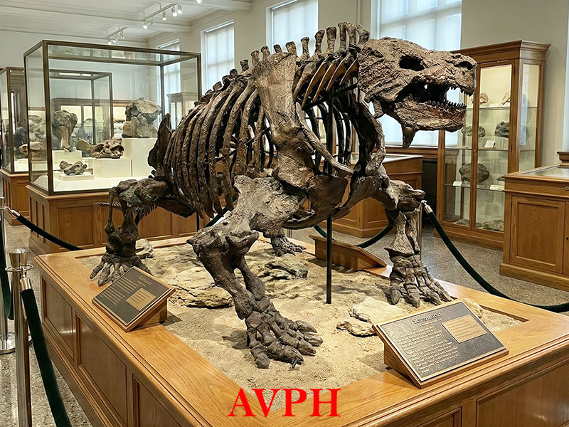 Inostrancevia alexandri - AVPH