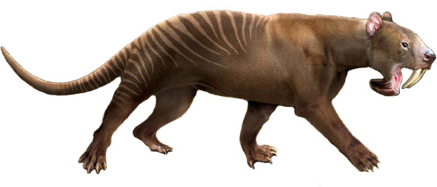 Thylacosmilus atrox - AVPH