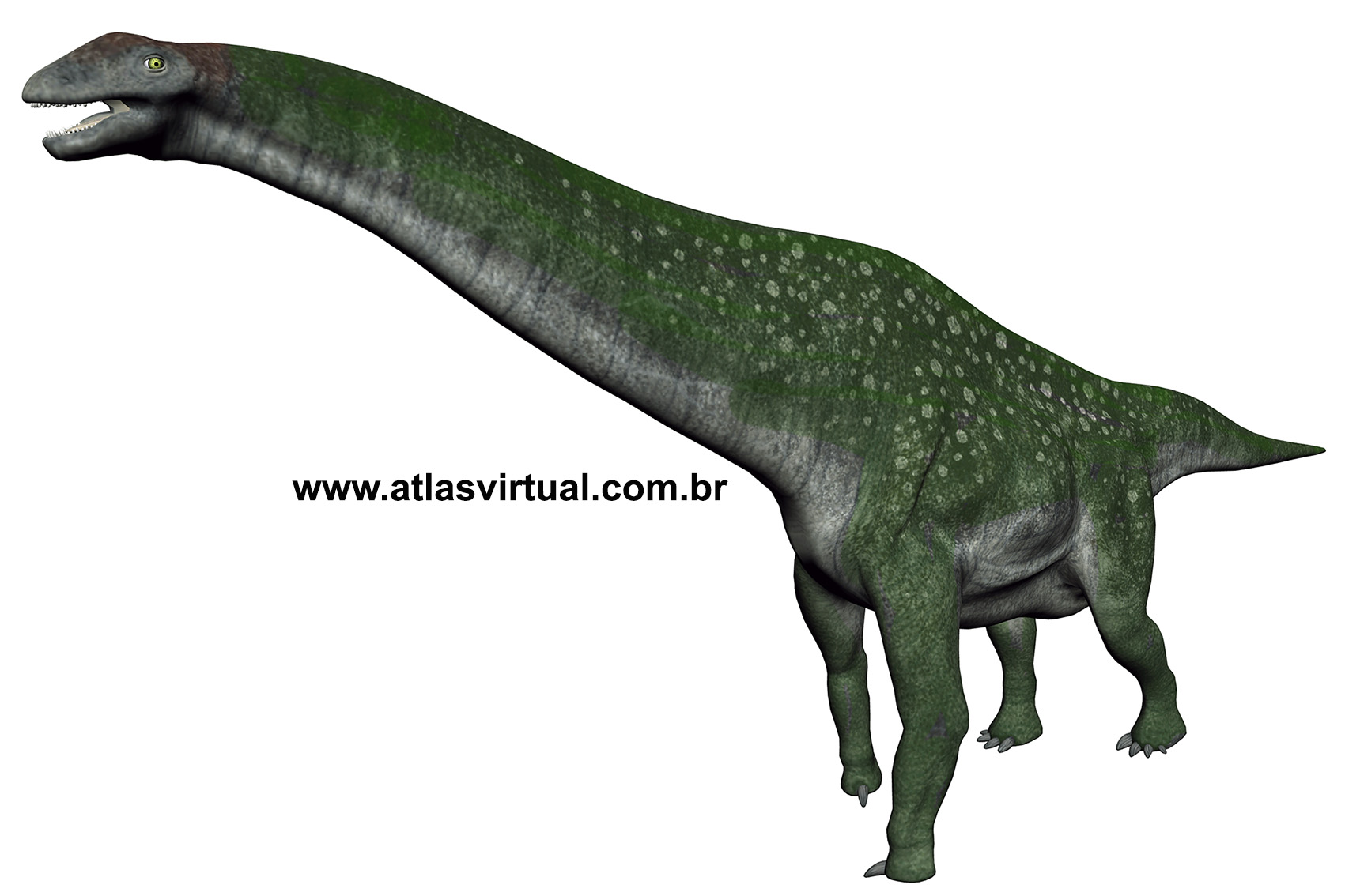 Titanosaurus blanfordi - AVPH