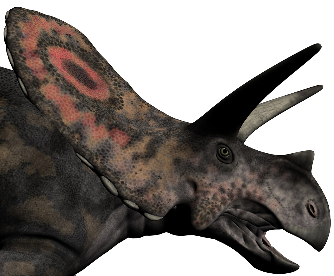 Torosaurus latus Torosaurus latus - AVPH