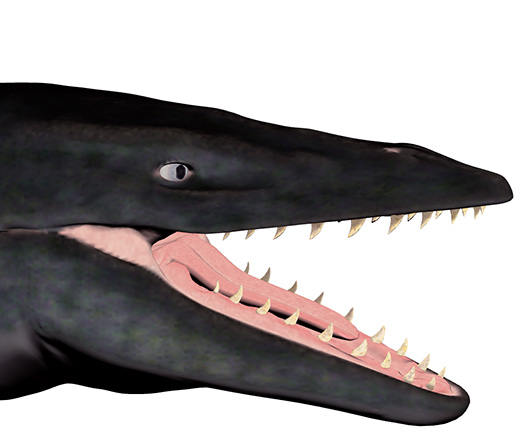 Tylosaurus proriger Tylosaurus proriger - AVPH