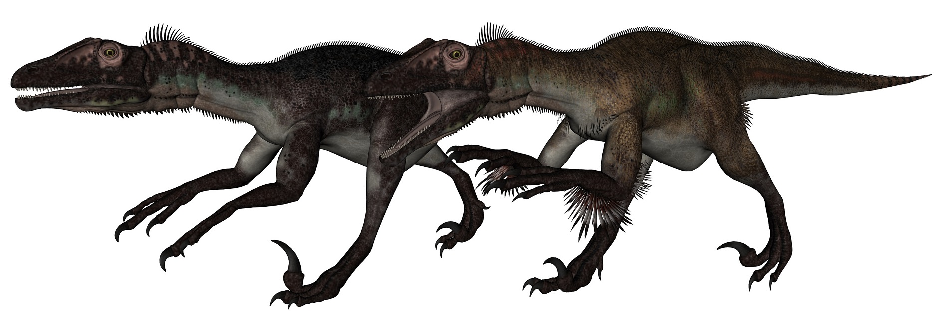 Utahraptor ostrommaysi - AVPH
