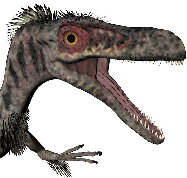 Velociraptor mongoliensis Velociraptor mongoliensis - AVPH