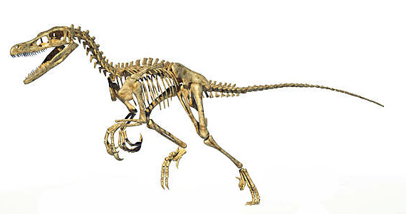 Velociraptor mongoliensis Velociraptor mongoliensis - AVPH