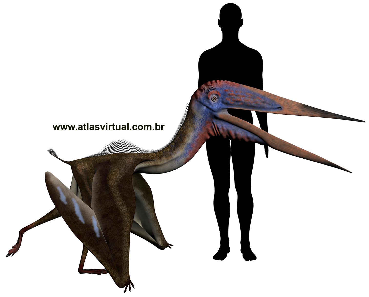 Zhejiangopterus linhaiensis - AVPH